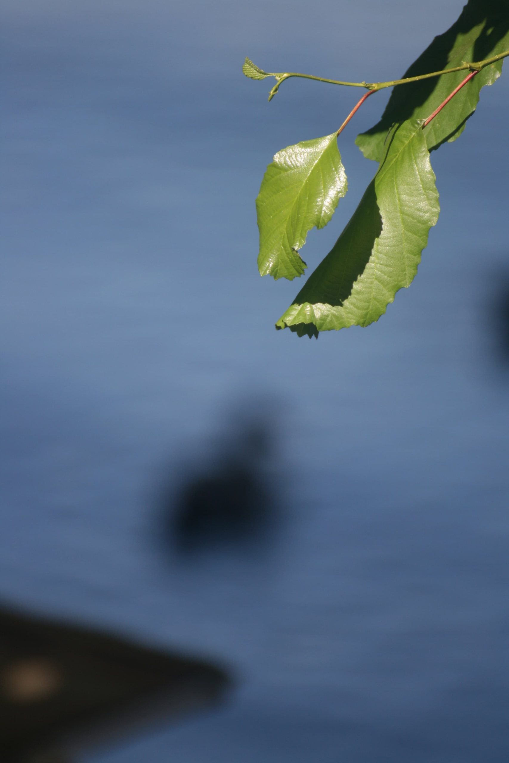 Foglia Verde