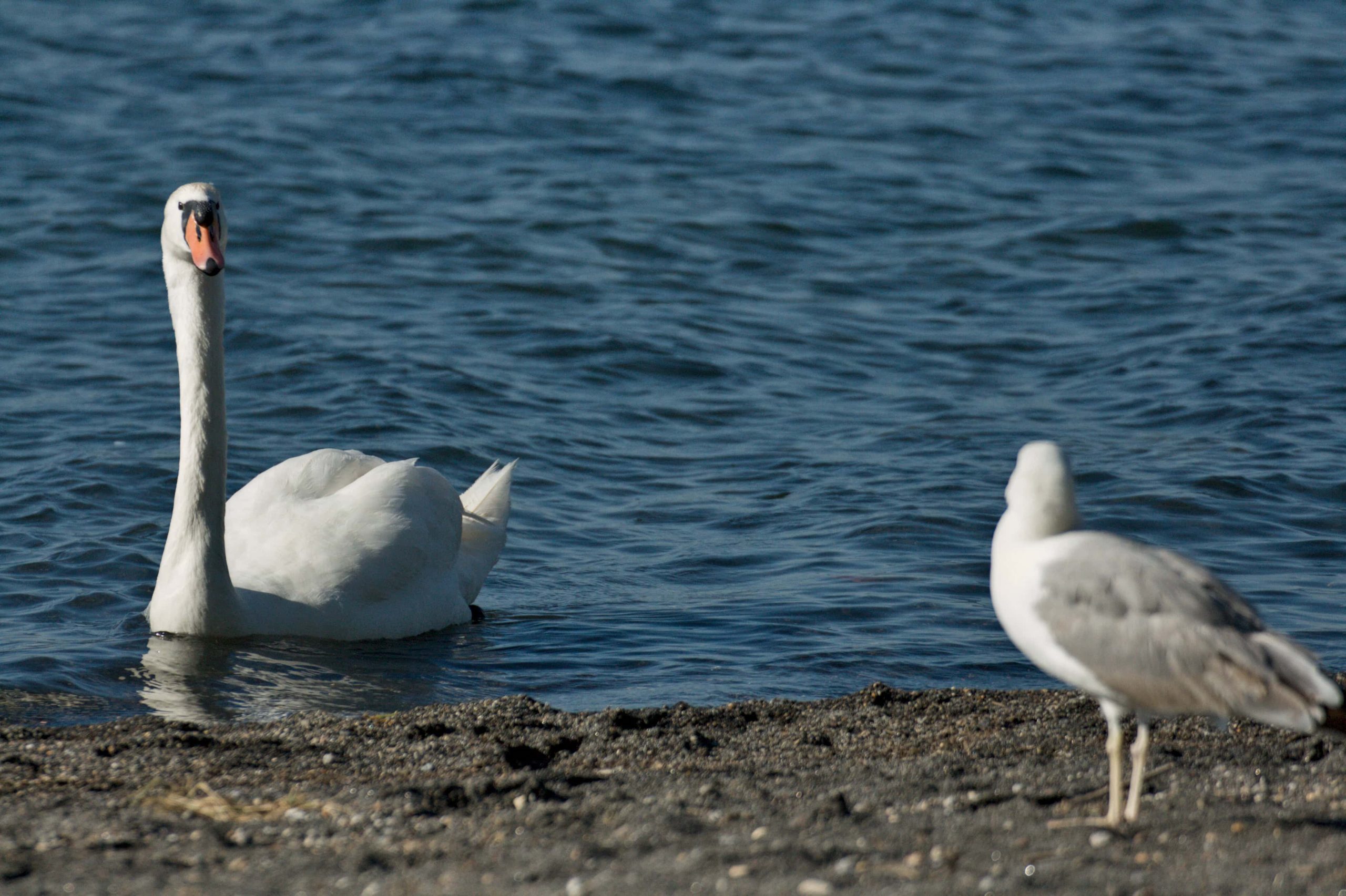 Cigno