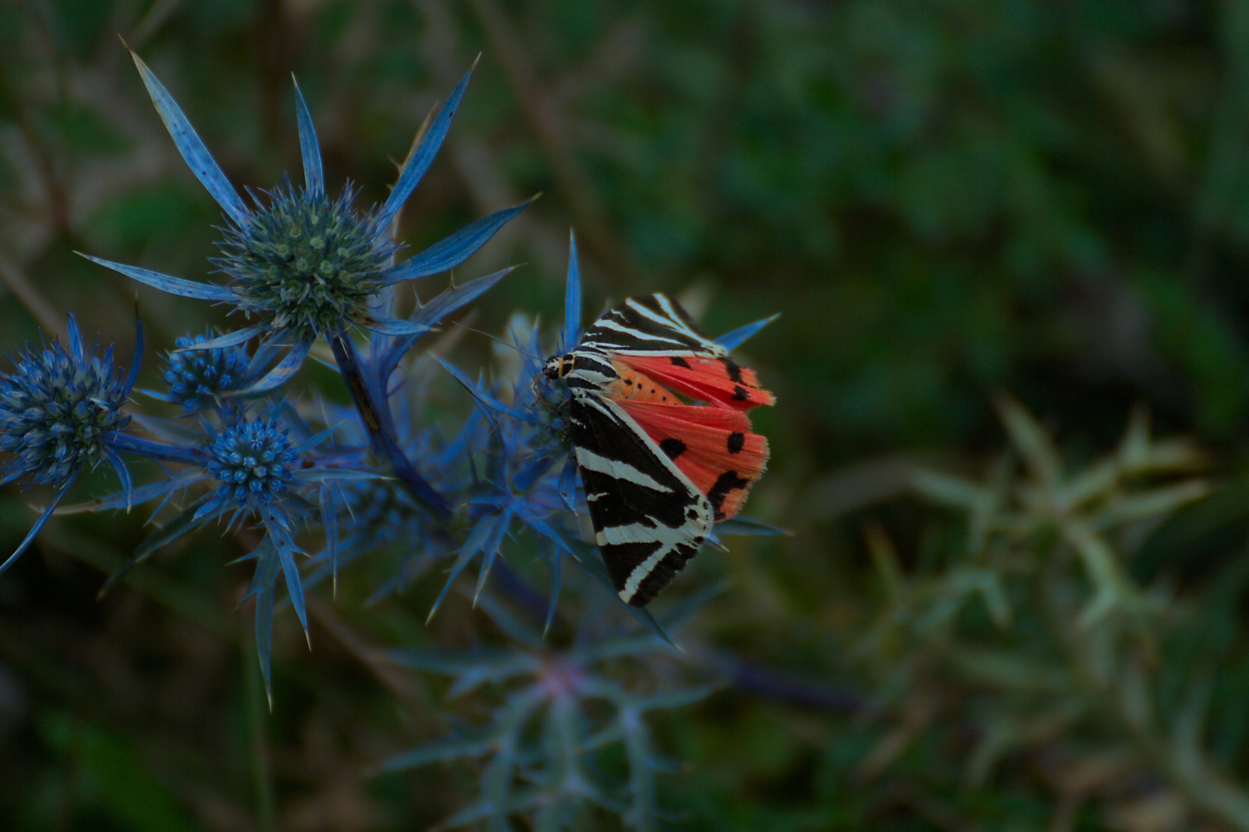 Falena dell’edera e Eryngium